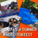 2016 Dog Days of Summer Photo Contest